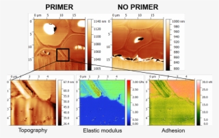 Characterization Of Wood, Adhesive And Primer Systems - Adhesive #6280255