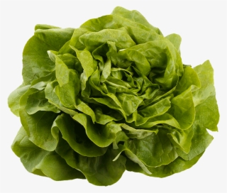 Kweik Iceberg Lettuce - سبزی اسفناج #6280366