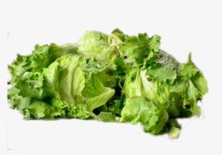 Lettuce - Romaine Lettuce #6280581