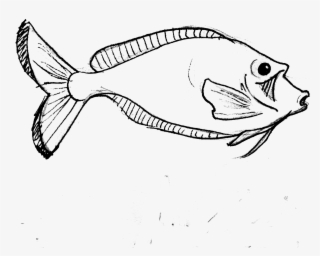 Clip Art Realistic Banner Royalty Free - Parrot Fish Line Art #6282221