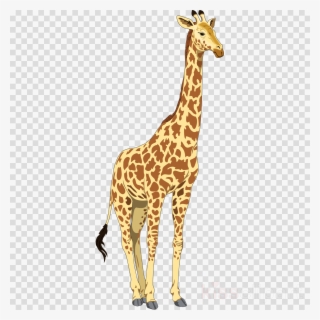 Clip Art Giraffe Png Clipart Giraffes Giraffes Baby #6282360