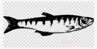 Portable Network Graphics Clipart Fish Shark - Peces Del Lago Titicaca Para Dibujar #6282863