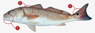 How To Identify A Red Drum #6287394