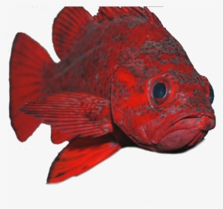 Please Scroll Down To Make Your Donation - Ray-finned Fish #6288027