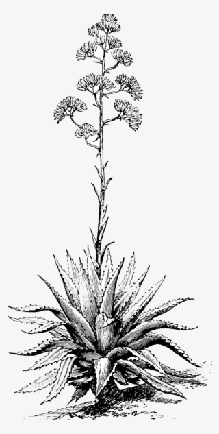 Mezcal Nucano - Mezcal Plant #6298277