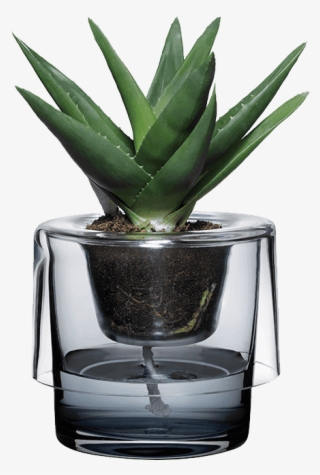 Roots - Nude Glass Roots #6298499 Roots - Nude Glass Roots #6298499