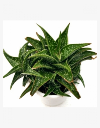 Aloe Rauhii #6299133