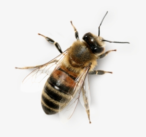 The Honey Bee Marketplace - Honey Bee Png #631252