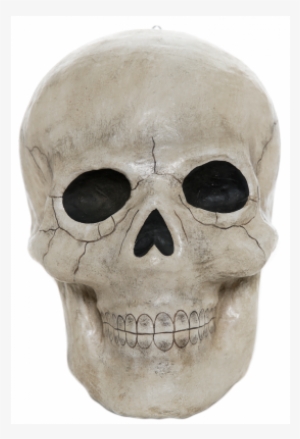 Skull #631333