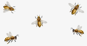 Clip Art Honeycombs Bees #631584