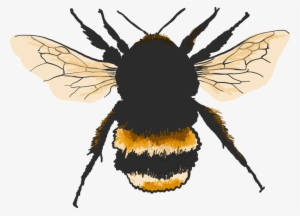 Bombus Terrestris , Artwork Based On Image And Reproduced - Buff-tailed Bumblebee #631587