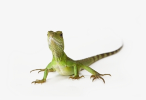 "there Is Nothing More Amazing To A Child Than To Come - Tranparent Background Reptiles Gif #633496