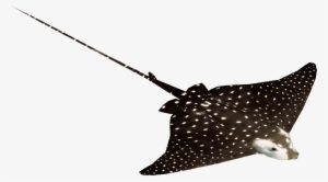 Spotted Eagle Ray #634832