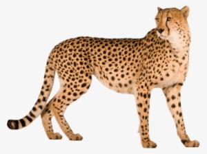 Free Png Cheetah Png Images Transparent - Cheetah Png #634969