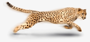 Free Png Cheetah Png Images Transparent - Cheetah Png #635004