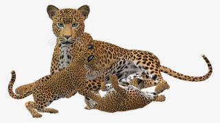 Cheetah, Big Cat, Predator, Wild Animal - Jaguar Cubs Png #635009