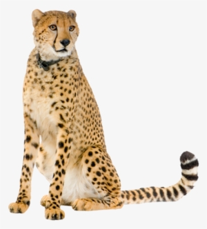 Cheetah Standing Png Library - Cheetah Sitting Png #635073