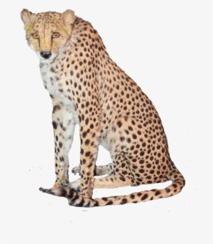 Sitting Cheetah Png High-quality Image - Cheetah #635103