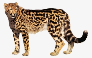 Cheetah Png Icon - Cheetah Transparent Background #635193