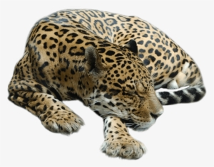 Cheetah Sleeping - Guepardo Png #635209