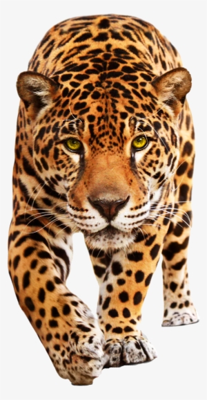 Leopard Png #635229 Leopard Png #635229