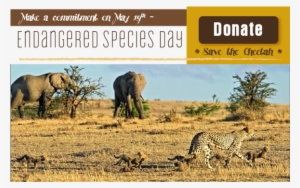 The Cheetah Is Currently Listed As Vulnerable On The - Safari #635325