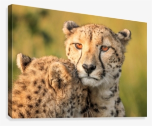 Cheetah Eyes Canvas Print - Cheetah Eyes #635346