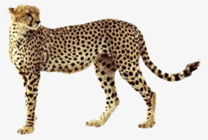 Free Png Cheetah Png Images Transparent - Transparent Background Cheetah Clipart #635434
