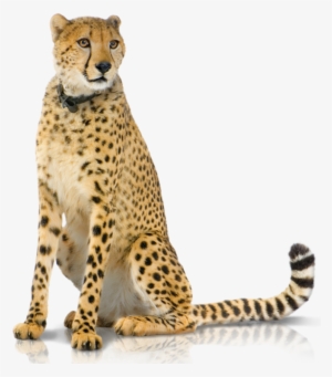 05 Support Panel 2-hd - Cheetah Png Hd #635472