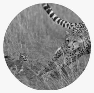 Hunting-cheetah - Fighting For Survival: Predators And Prey [book] #635598