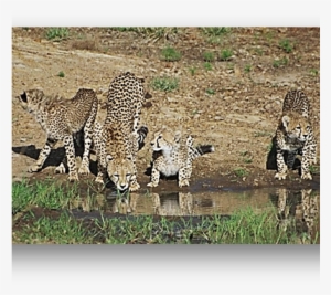 Cheetahs Drinking Water Mara - Water #635704