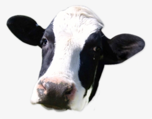 Dairy Cow Png - Moooose Stainless Steel Travel Mug #635732