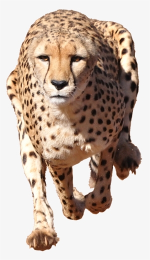 Clip Black And White Library Running Iphone X Case - Cheetah Transparent Background #635750