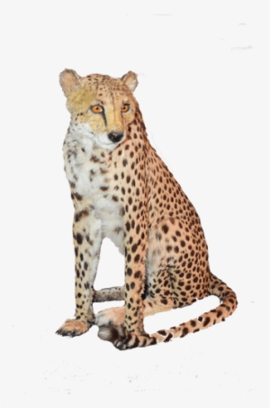 Sitting Cheetah Png Download Image - Cheetah Sitting Transparent #635837