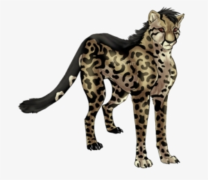 Cheetah Drawing King - King Cheetah Drawing #635931