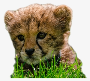 Image Cheetah Cub3 - Cheetah Cub Png #636022