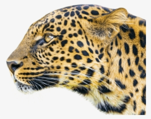 Leopard Png #636117 Leopard Png #636117
