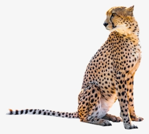 Sitting Leopard Png Transparent Image - Cheetah Sitting Png #636197