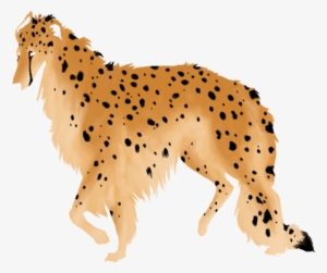 Cheetah - Companion Dog #636313