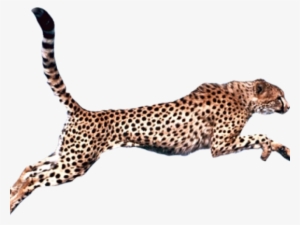 Cheetah Png Transparent Images - Cheetah Png #636404