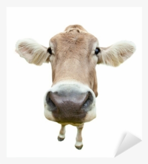 Funny Cow Head Isolated On White Background Sticker #636839 Funny Cow Head Isolated On White Background Sticker #636839