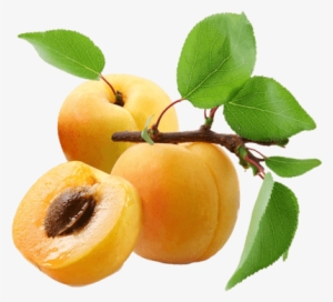 Apricot Trio #636957