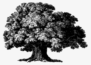 Can Flotation Therapy Cure You - Baobab Tree Png #636987