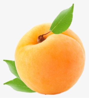 Apricot #637458