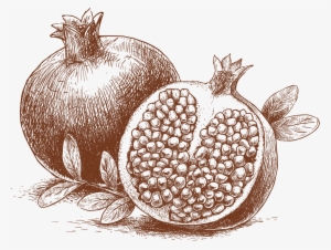 Pomegranate Transprent Png Free Download Leaf Cartoon #637680