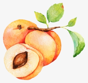 Apricot - Peel - Free Transparent Png Download - Pngkey