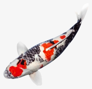 Read More - Japanese Koi Fish Png #639149
