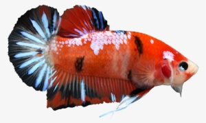 Koi Male Betta - Koi Siamese Fighting Fish #639414