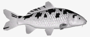 Koi Variants 15 - Bass #639640