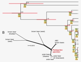 Phylogenetic And Chronographic Reconstruction Of Polar - Polar Bear Evolution #6300419